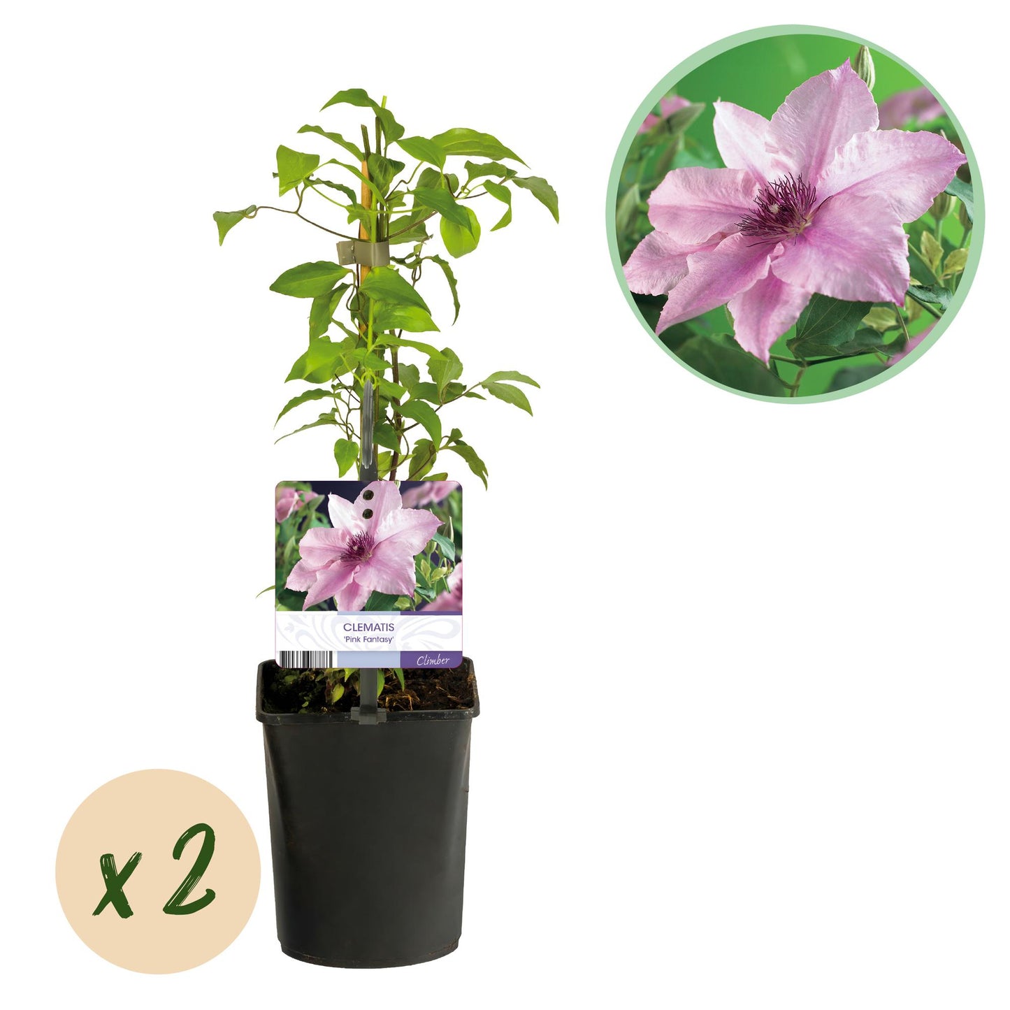 Clematis 'Pink Fantasy' - Clematis - 2 planten - Pot 11cm - Hoogte 40cm