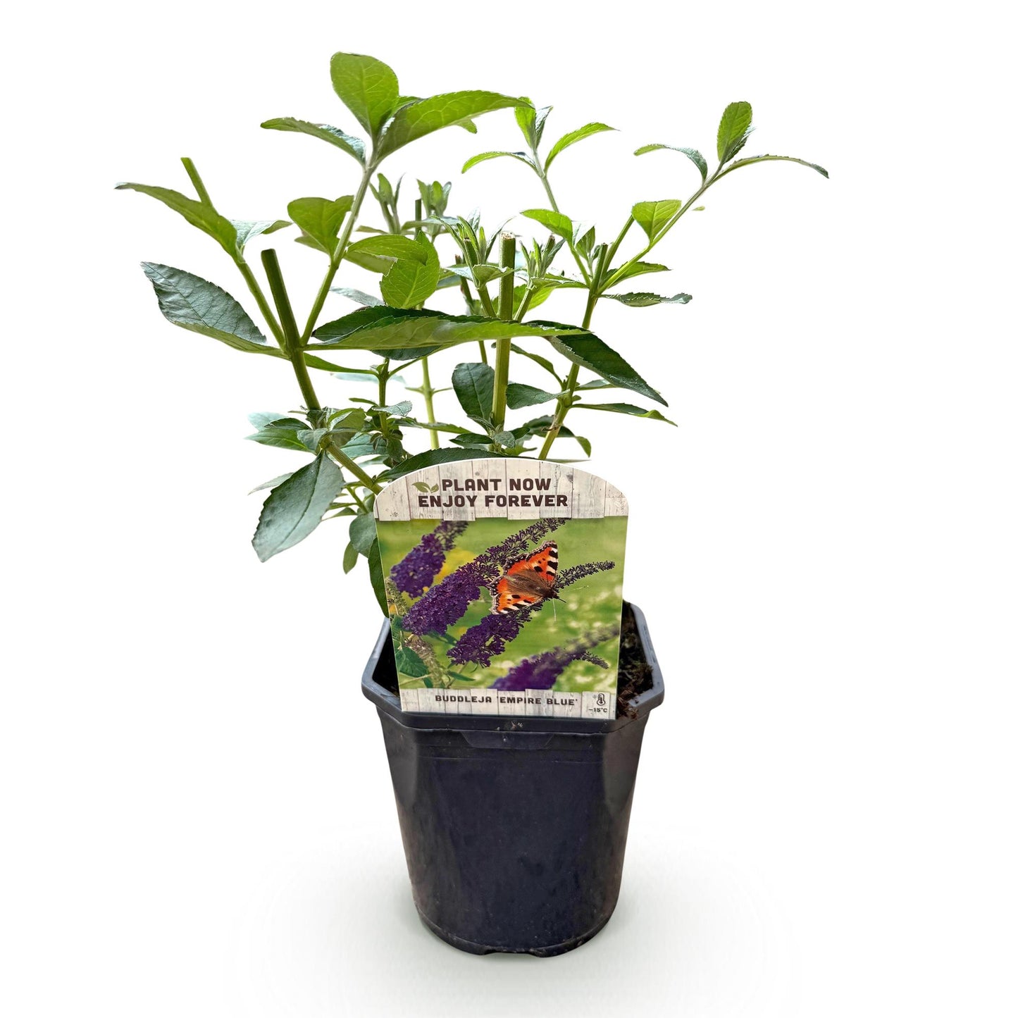 Buddleja davidii 'Empire Blue' - Vlinderstruik - hoogte 45cm