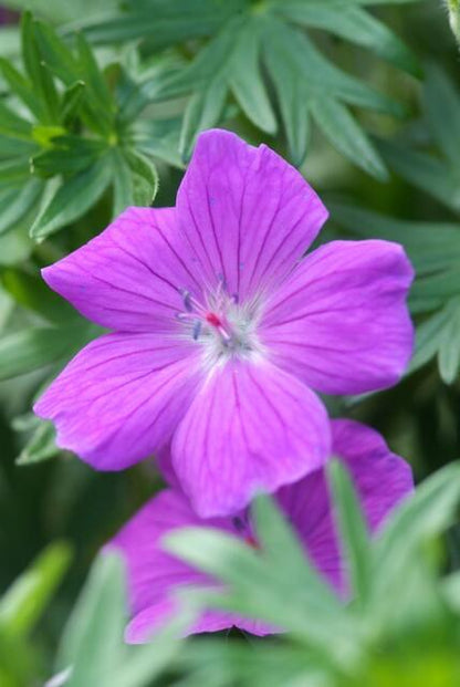 Geranium 'Tiny Monster' - Ooievaarsbek