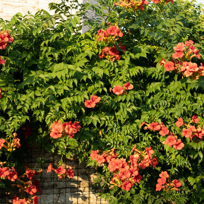Campsis radicans 'Madame Galen' - Trompetbloem