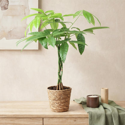 Pachira Aquatica gevlochten stam - Geldboom - incl. mand - 1 plant - pot 17cm - hoogte 60-70cm