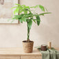 Pachira Aquatica gevlochten stam - Geldboom - incl. mand - 1 plant - pot 17cm - hoogte 60-70cm