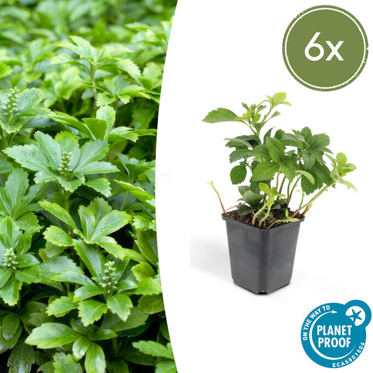 Pachysandra terminalis 'Green Carpet' - Schaduwkruid