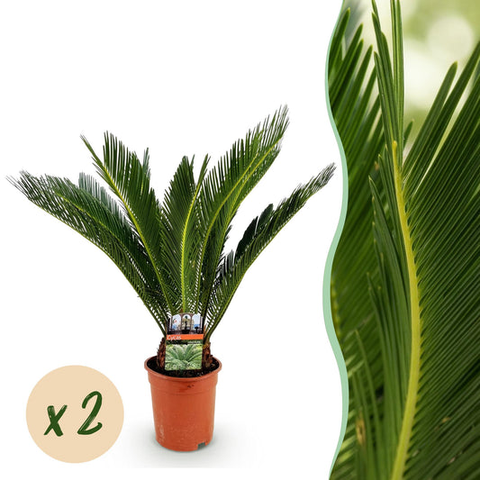 Green boutiQ - Kamerplant - Cycas revoluta - Palmvaren - Weinig onderhoud - Groen - 2 - Pot 17cm - Hoogte 55-65cm