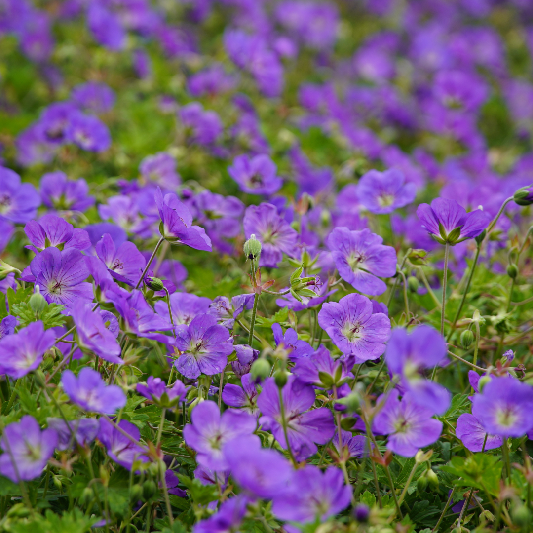 Geranium 'Azure Rush' - Ooievaarsbek