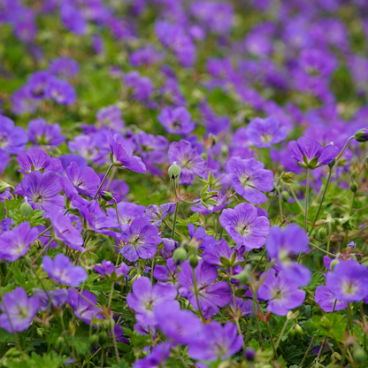 Geranium 'Azure Rush' - Ooievaarsbek