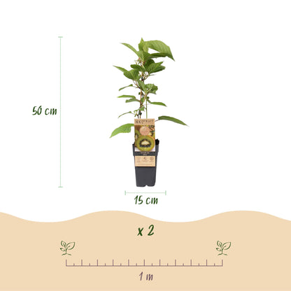 Actinidia deliciosa 'Jenny' - zelfbestuivende Kiwiplant