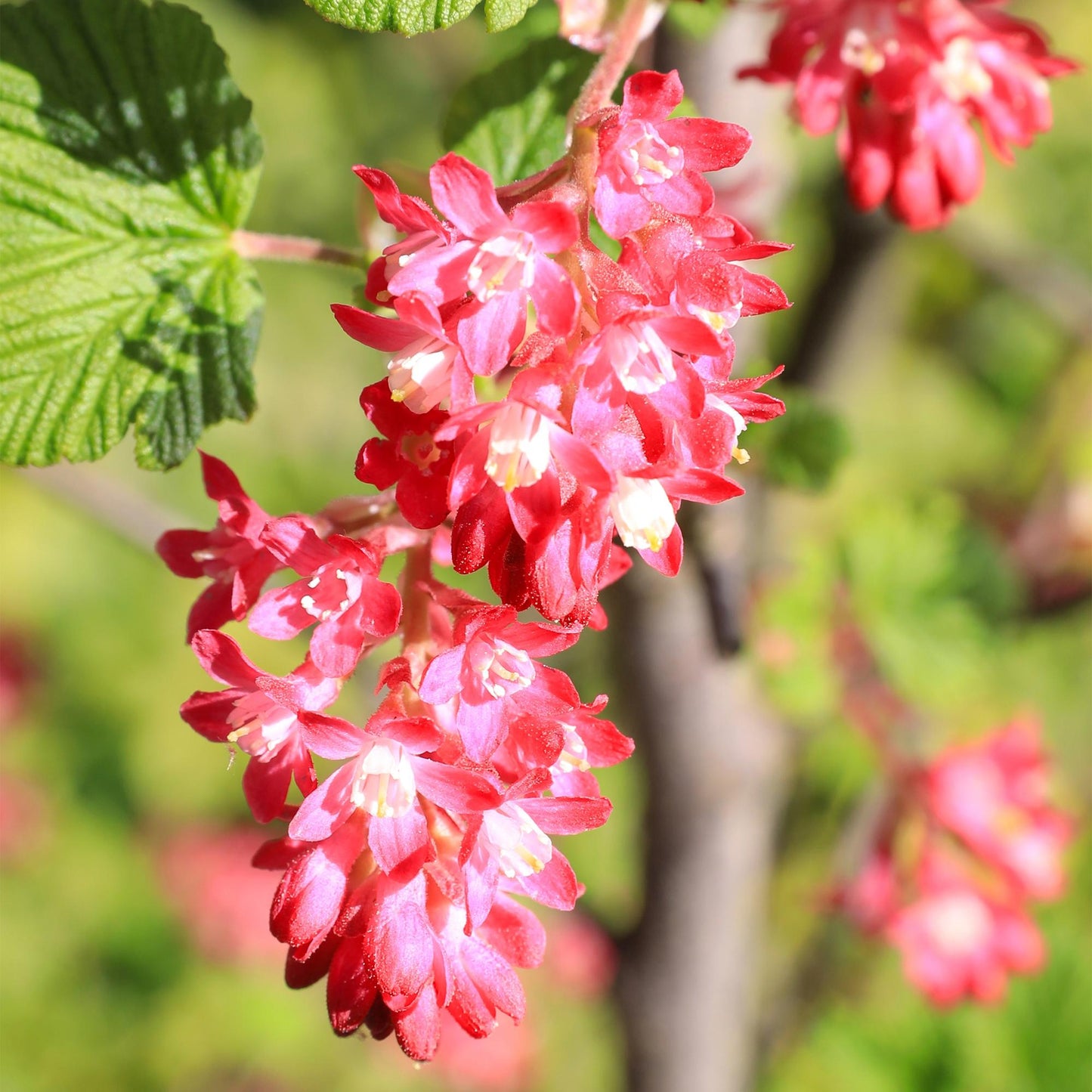 Ribes sanguineum 'Kind Edward' - Rode Ribes - hoogte 45cm