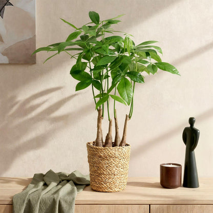 Pachira Aquatica multi stam - Geldboom - pot 17cm - hoogte 50-55cm