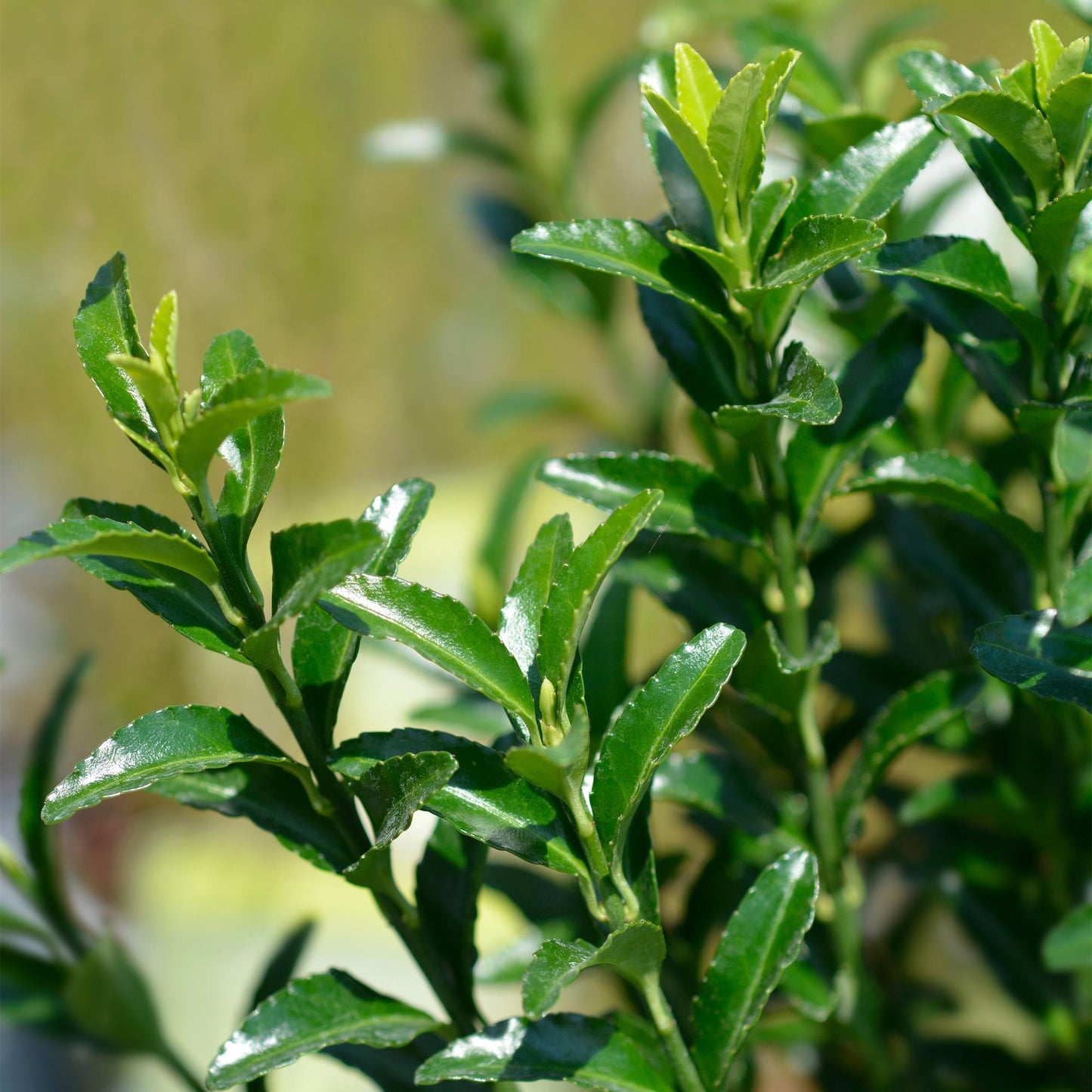 Euonymus japonica 'Green Spire' - Kardinaalshoed - hoogte 20-25cm