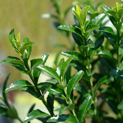 Euonymus japonica 'Green Spire' - Kardinaalshoed - hoogte 20-25cm