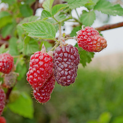 Rubus 'Tayberry' - Taybes - 2 planten -  Pot 11cm - Hoogte 40cm
