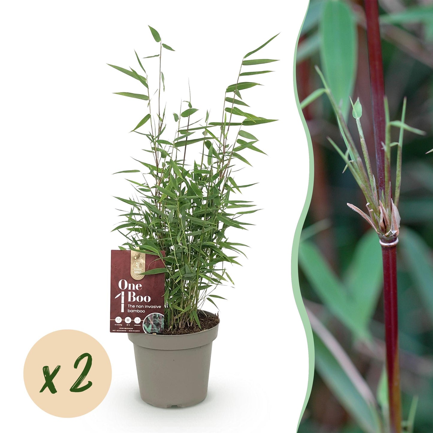Fargesia 'Red Dragon' - niet woekerend Bamboe - hoogte 35cm