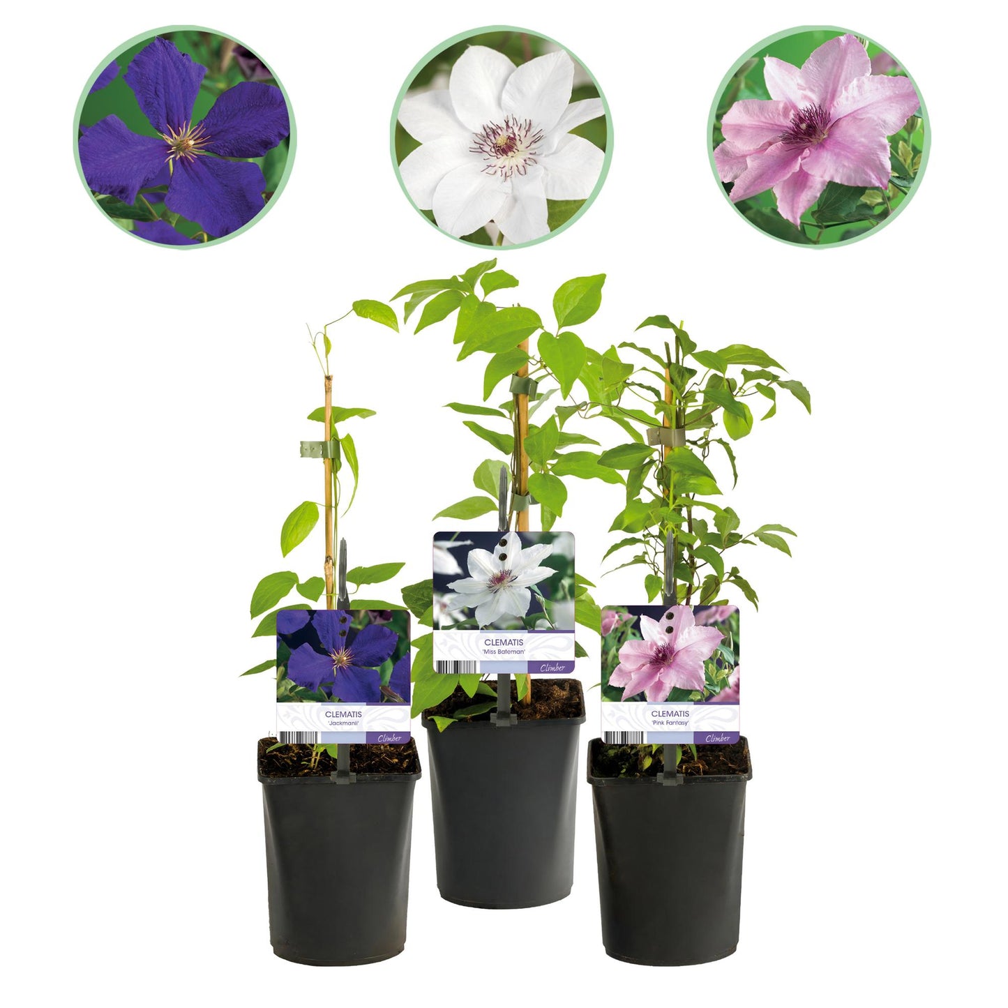 Clematismix 'Tricolor'  - Bloem Roze Wit Paars - 3 planten - Pot 11cm - Hoogte 40cm