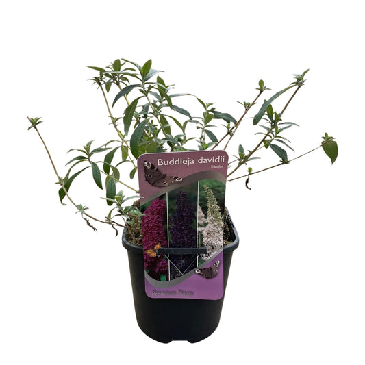 Buddleja davidii 'Tricolour' - Vlinderstruik - hoogte 30cm
