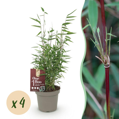 Green boutiQ - Bamboe - Fargesia Red Dragon - Groen - 4 Planten - Bladhoudend - Niet Woekerend- Pot 14cm Hoogte 35cm