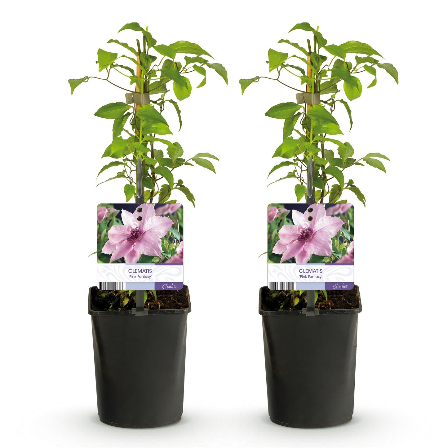Clematis 'Pink Fantasy' - Clematis - 2 planten - Pot 11cm - Hoogte 40cm