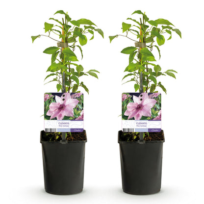 Clematis 'Pink Fantasy' - Clematis - 2 planten - Pot 11cm - Hoogte 40cm