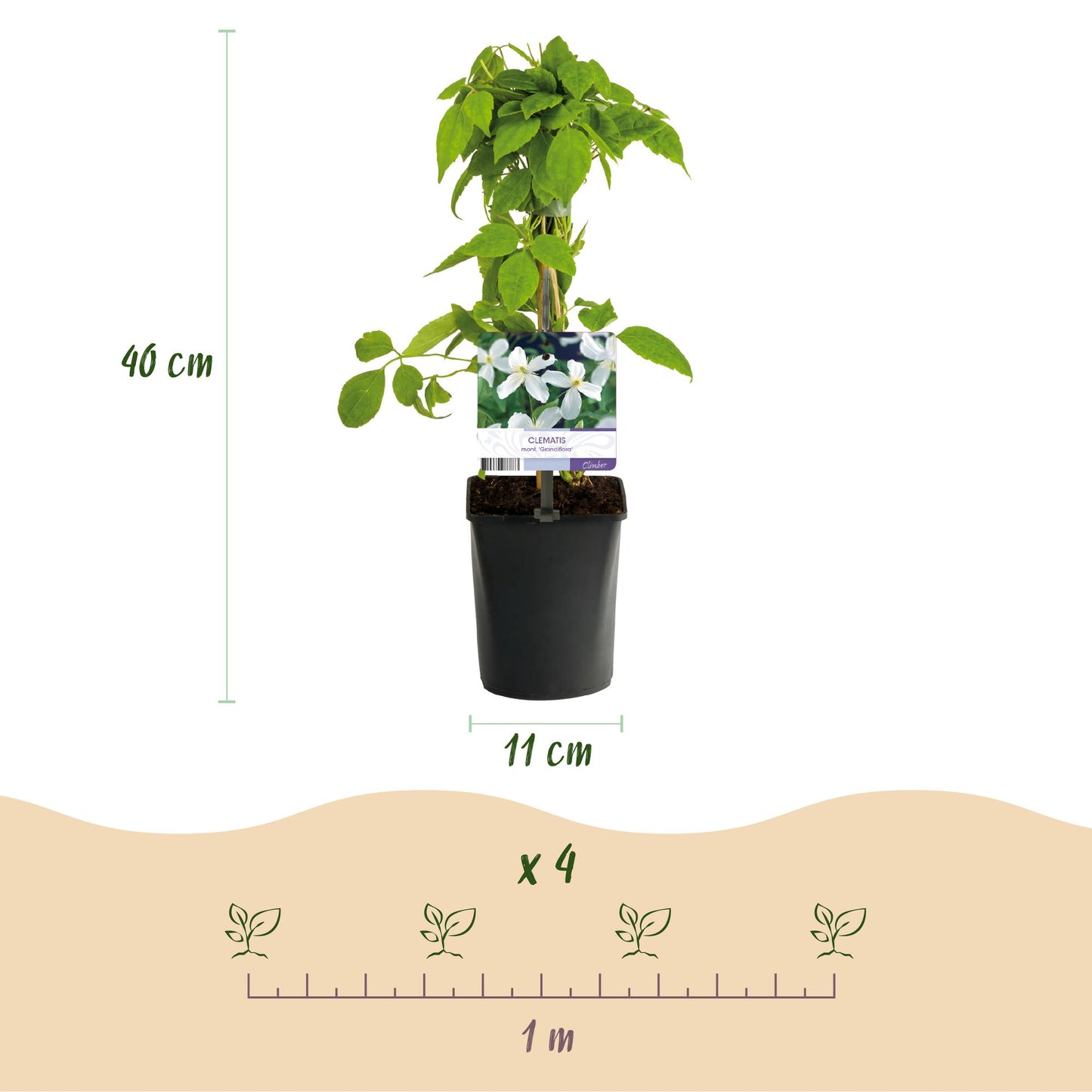 Clematis montana 'Grandiflora' - Clematis - 2 planten - Pot 11cm - Hoogte 40cm