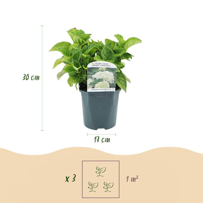 Hydrangea macrophylla 'White' - Bolhortensia - hoogte 30cm
