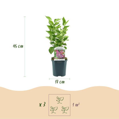 Syringa vulgaris 'Michel Buchner' - Gewone Sering - hoogte 45cm