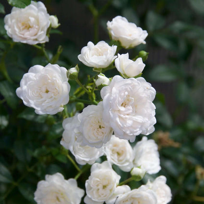 Green boutiQ - Tuin Roos - Rosa White Fairy - Roos - Winterhard - Wit - 3 Planten - Pot 12cm - Hoogte Hoogte 20-25cm