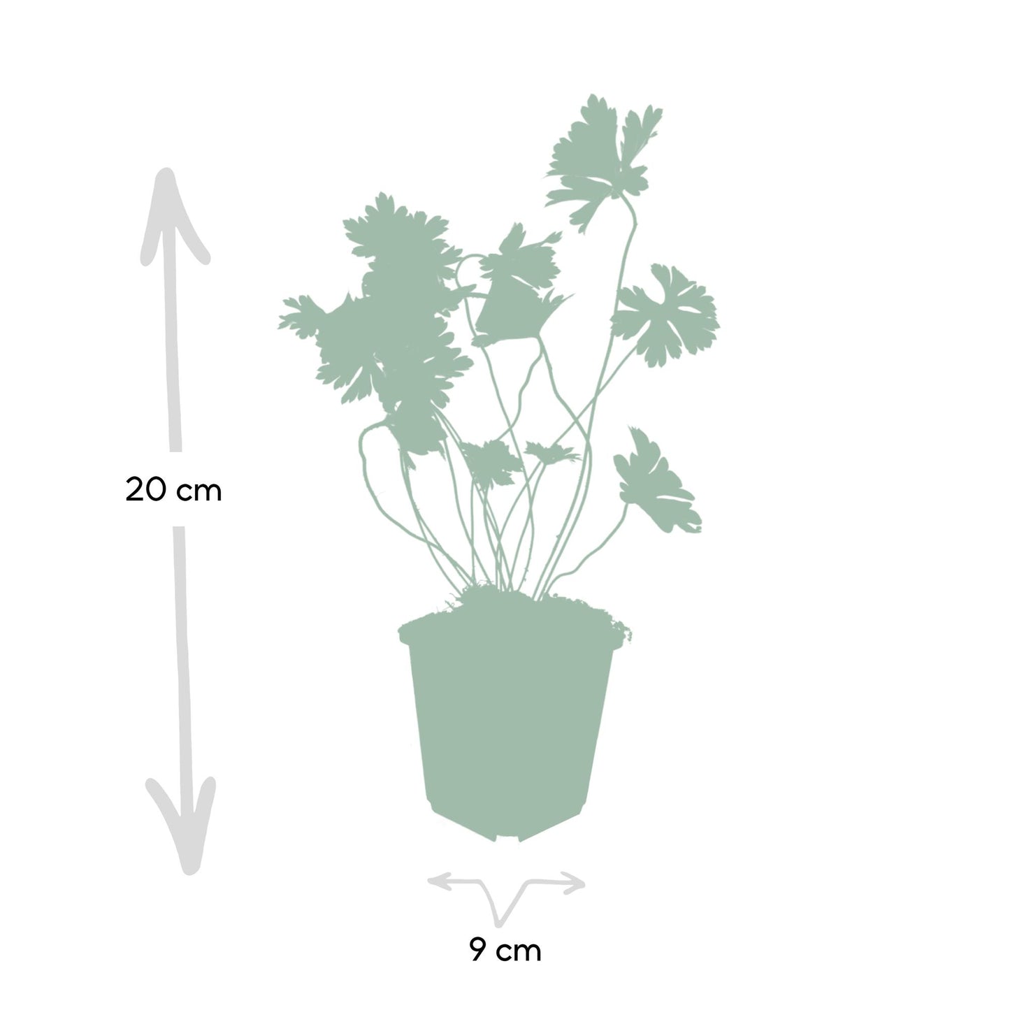 Geranium 'Rozanne' - Ooievaarsbek
