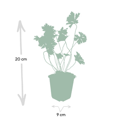 Geranium 'Rozanne' - Ooievaarsbek