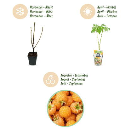 Rubus idaeus 'Fallgold' - Gele Framboos - - -