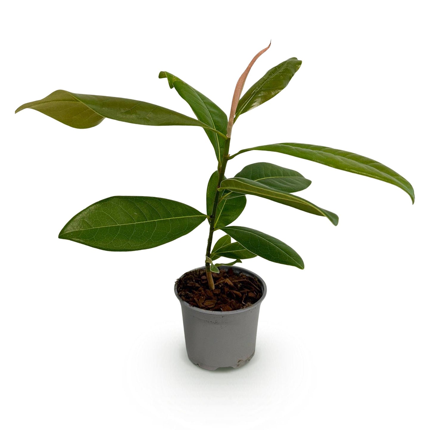 Magnolia grandiflora - bladhoudende Magnolia - hoogte 30cm