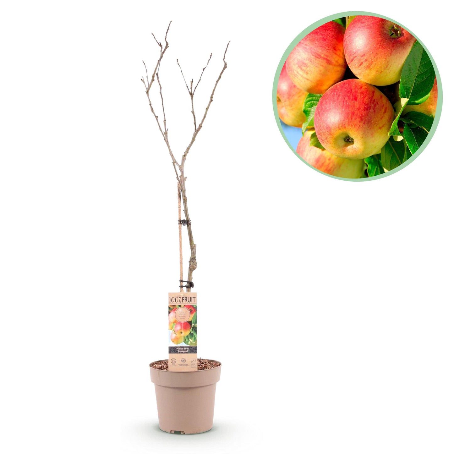 Malus domestica 'Jonagold' - Appelboom - hoogte 90cm
