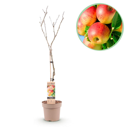Malus domestica 'Jonagold' - Appelboom - hoogte 90cm