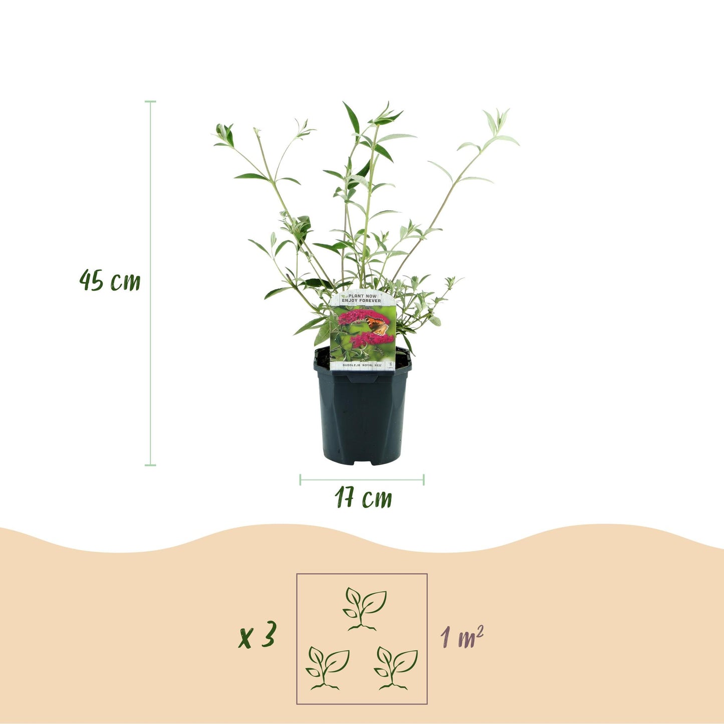 Buddleja davidii 'Royal Red' - Vlinderstruik - hoogte 45cm