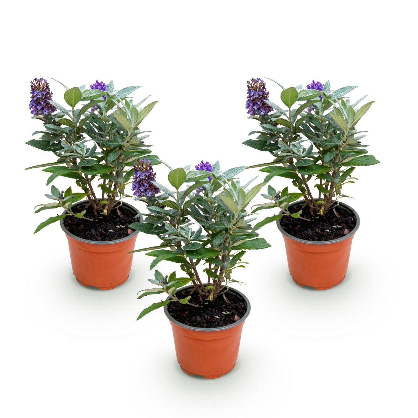 Green boutiQ - Tuinplant - Buddleja davidii Butterfly Candy Little Lila - Vlinderstruik - Compact - Lila - 3 Planten - Pot 12cm - Hoogte 20-25cm