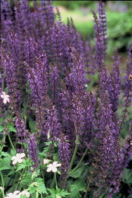 Salvia nememrosa 'Mainacht' - Siersalie