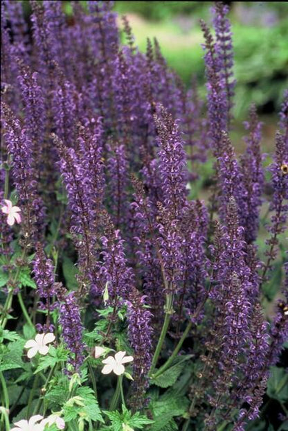 Salvia nememrosa 'Mainacht' - Siersalie