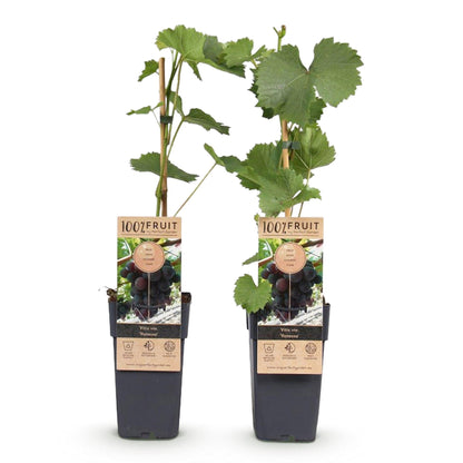 Vitis vinifera 'Vanessa' - pitarme Blauwe Druif