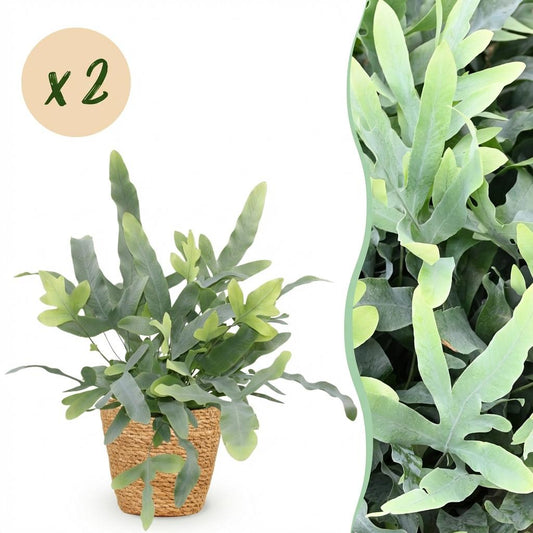Green boutiQ - Kamerplant - Phlebodium aureum Blue Star - Blauwe Varen - Huisdiervriendelijke Plant - Blauw - 2 Planten - met Mand - Pot 12cm - Hoogte 25cm