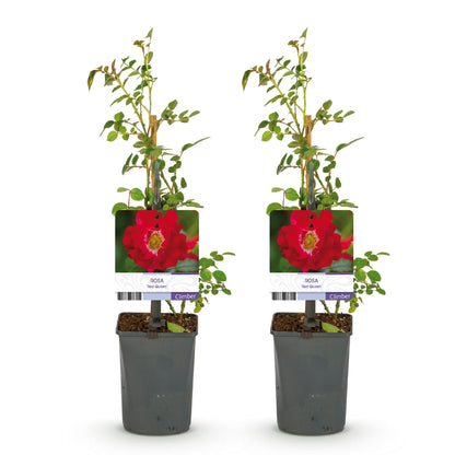Rosa 'Red Queen' - Klimroos