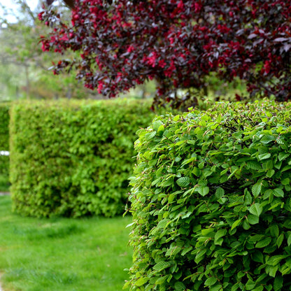 Carpinus betulus - Haagbeuk - hoogte 50-55cm