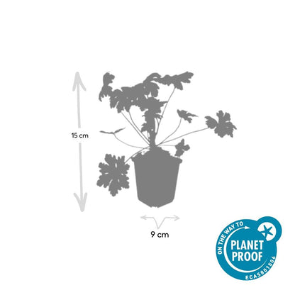 Geranium macrorrhizum 'Ingwersen's Variety' - Ooievaarsbek