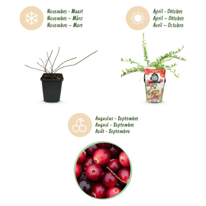 Vaccinium macrophylla 'Early Black' - Cranberriebes - 3 planten - Pot 9cm
