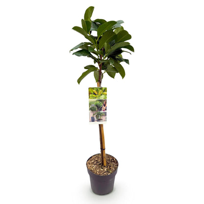 Prunus lauroverasus 'Etna®' op stam - Laurierkers - hoogte 90cm
