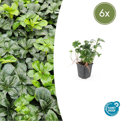 Pachysandra terminalis 'Green Sheen' - Schaduwkruid