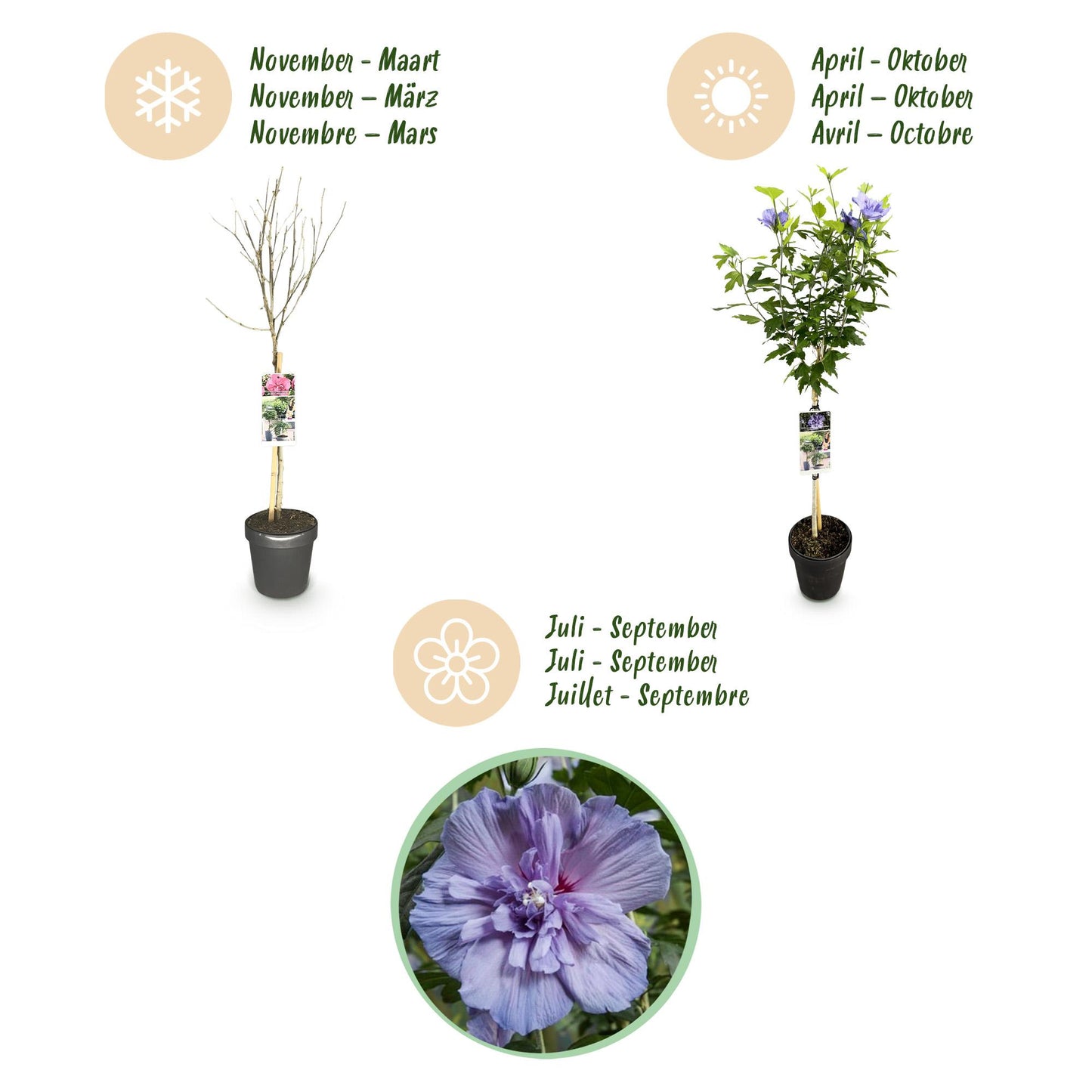 Hibiscus syriacus 'Blue Chiffon®' op stam - Altheastruik - hoogte 90cm