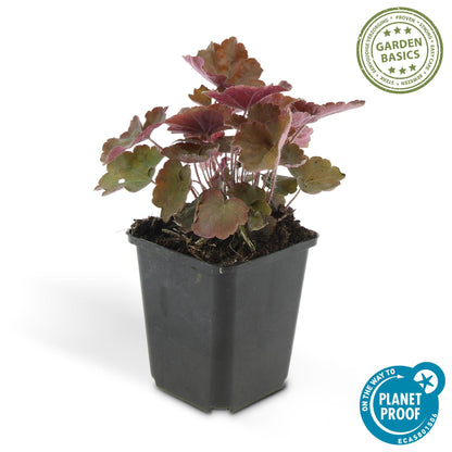 Heuchera micrantha 'Palace Purple' - Purperklokje