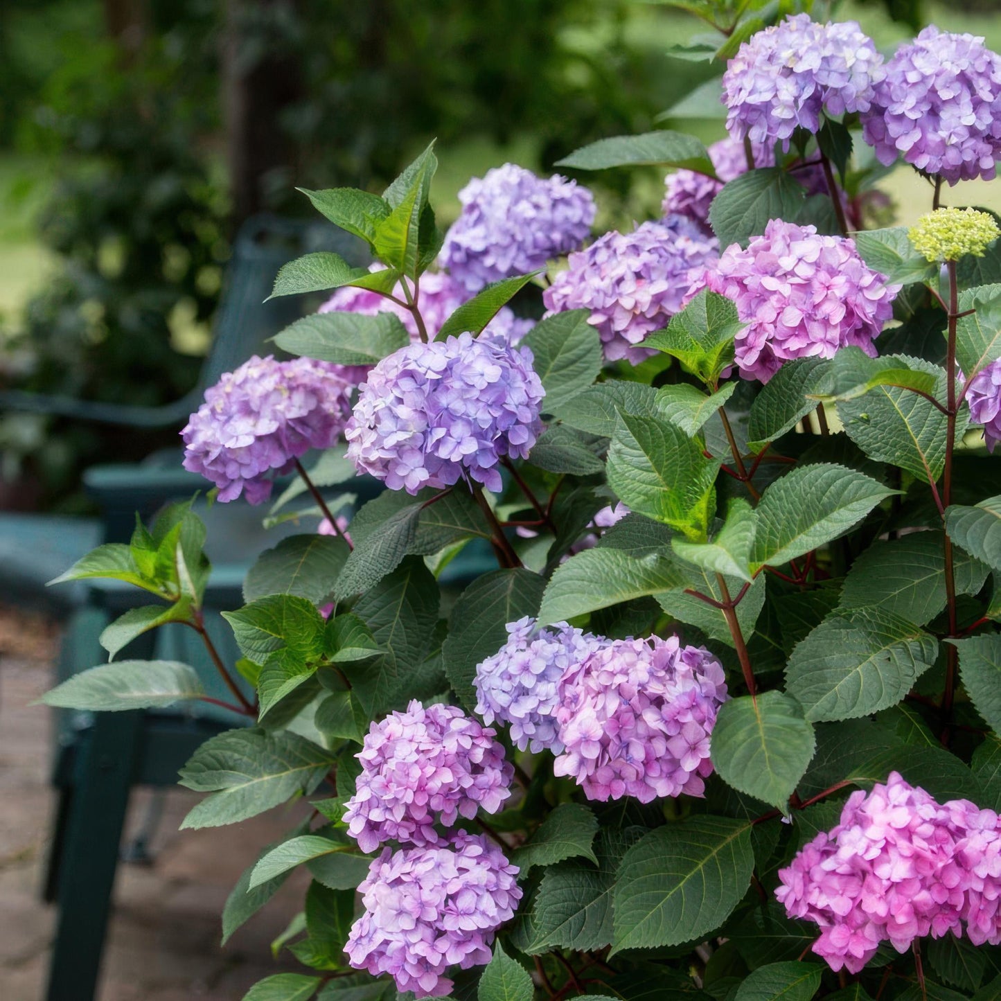 Hydrangea 'Endles Summer Summer Love Purple' - Paarse Hortensia - hoogte 20-25cm