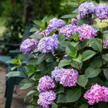 Hydrangea 'Endles Summer Summer Love Purple' - Paarse Hortensia - hoogte 20-25cm