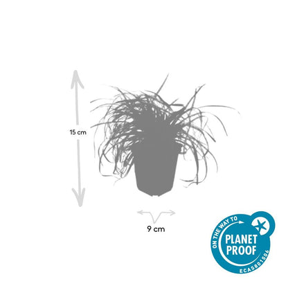 Carex oshimensis 'Evergold' - Japanse Zegge