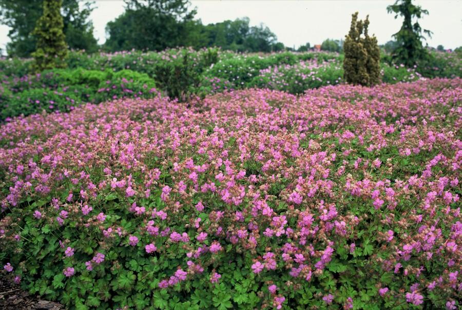 Geranium cantabrigiense 'Cambridge' Ooievaarsbek